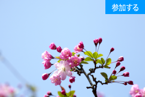 【3月イベント情報】春の鎌倉散策（鎌倉・長谷）　― 古都で季節を感じるスローな旅 ―