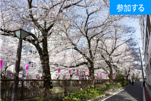 【4月イベント情報】 春の東京散策(目黒川)  ― 東京の名所を巡りながら出会いを楽しもう！ ―