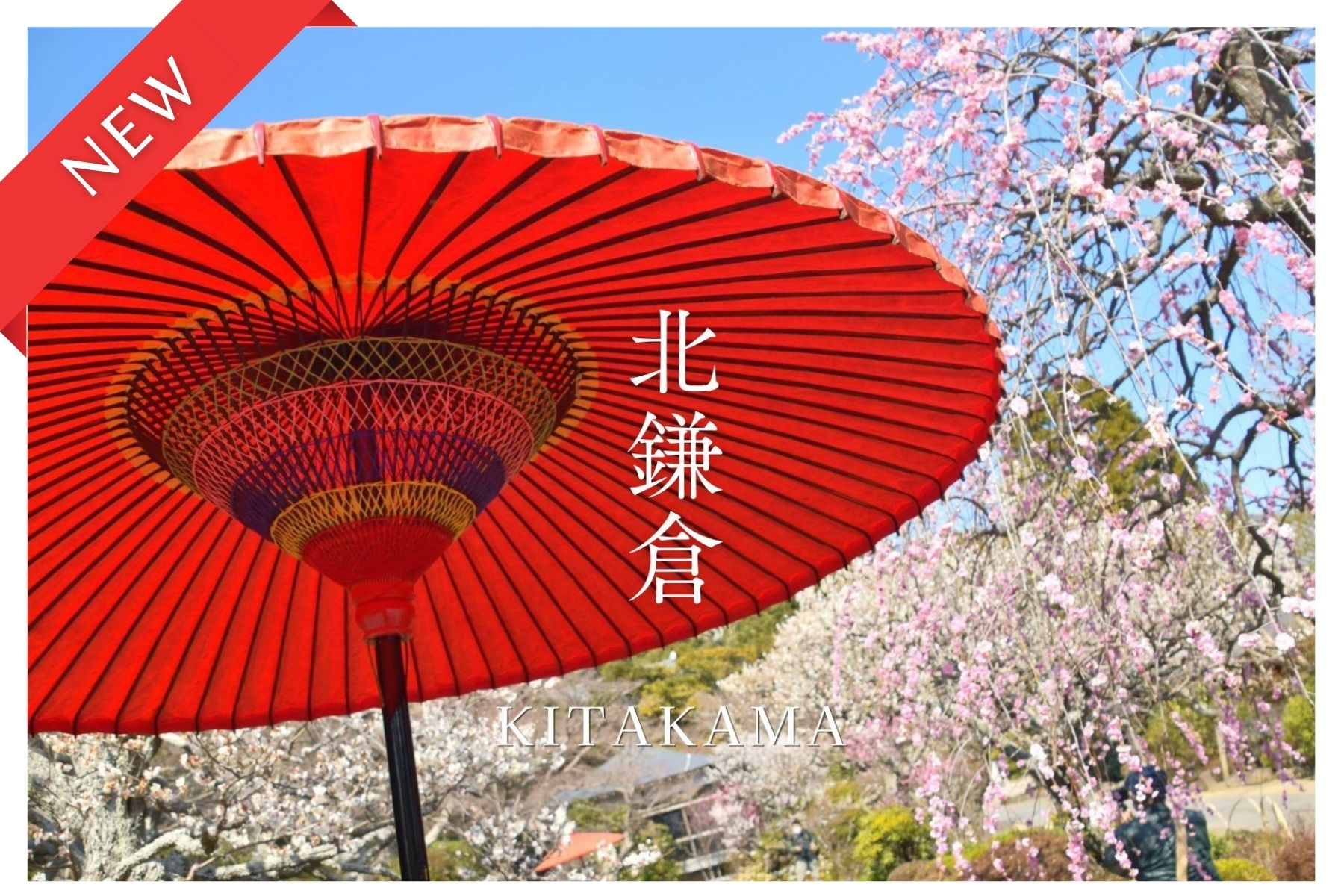 【4月イベント情報】春の古都・鎌倉を楽しむ散策交流会（北鎌倉）