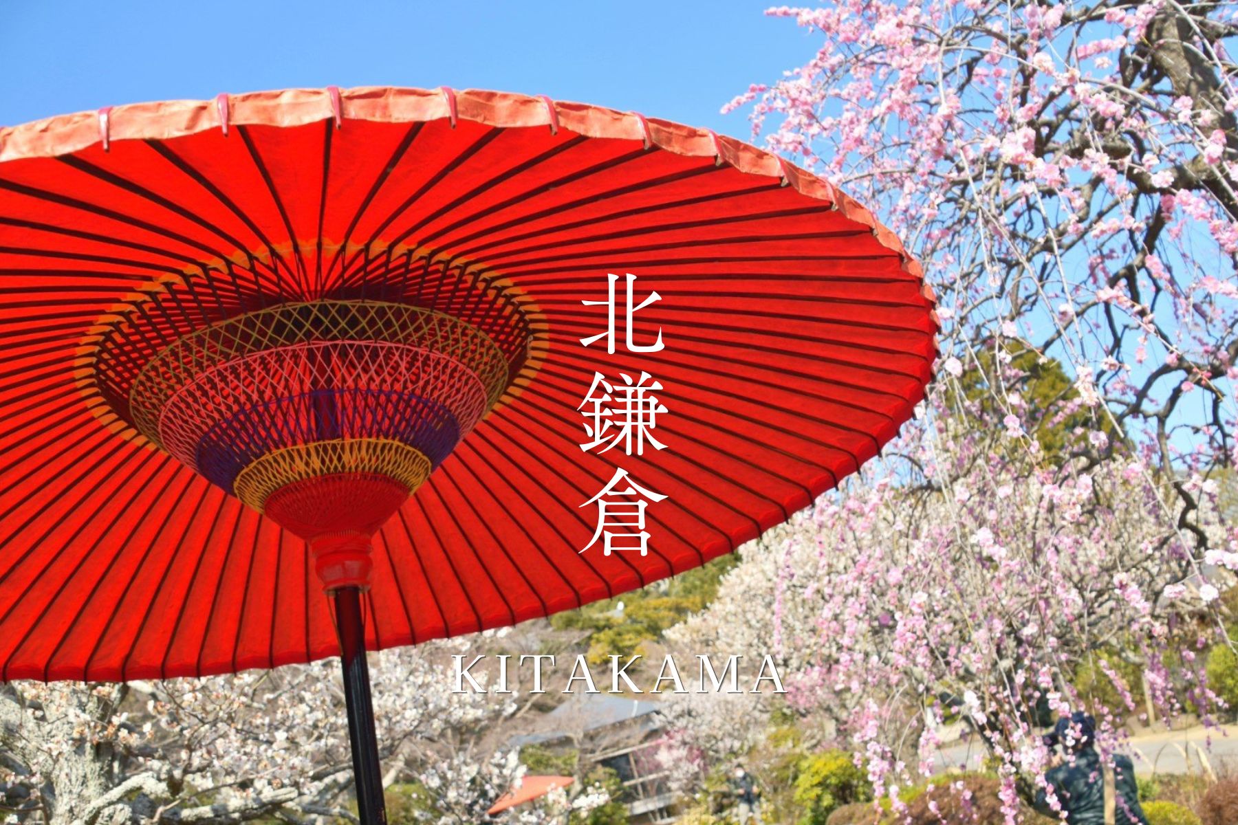 【4月イベント情報】春の古都・鎌倉を楽しむ散策交流会（北鎌倉）