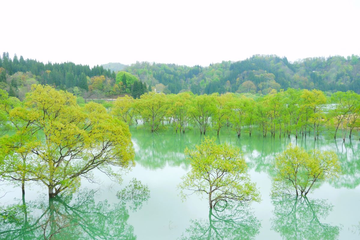 白川湖の水没林(飯豊町) Slide image