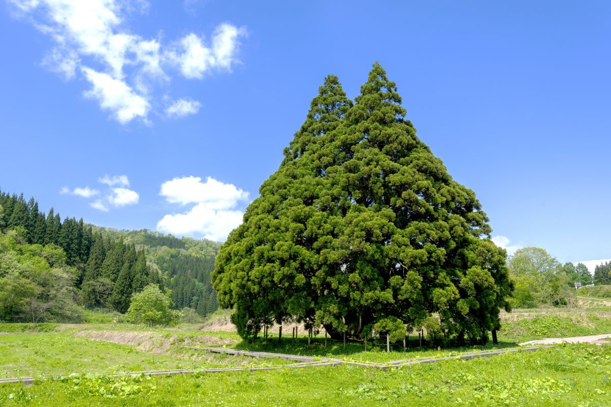 小杉の大杉(鮭川村) Slide image